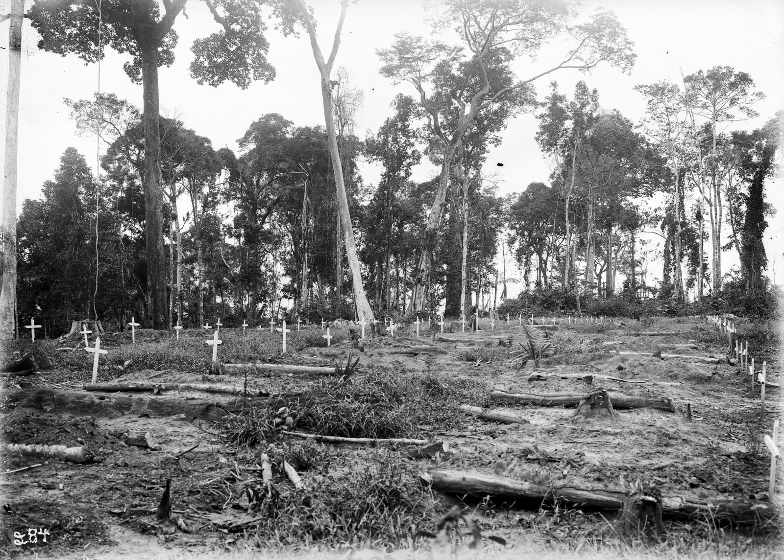 Clareira aberta na floresta com fileiras de pequenas cruzes brancas entre tocos e troncos caídos